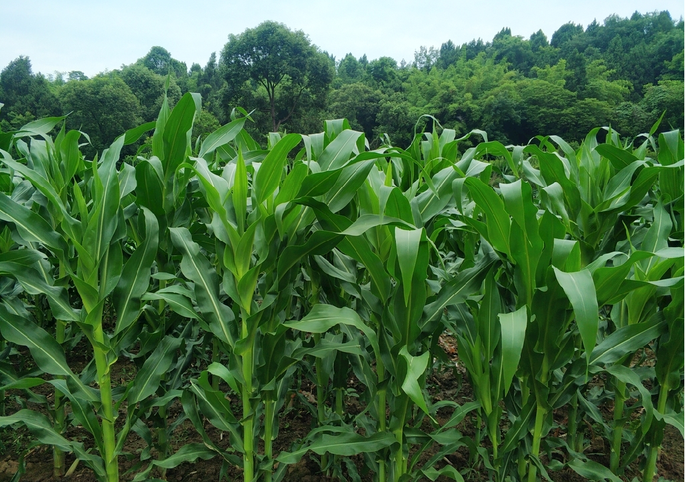 基于高光譜成像技術的玉米螟蛀入檢測方法研究