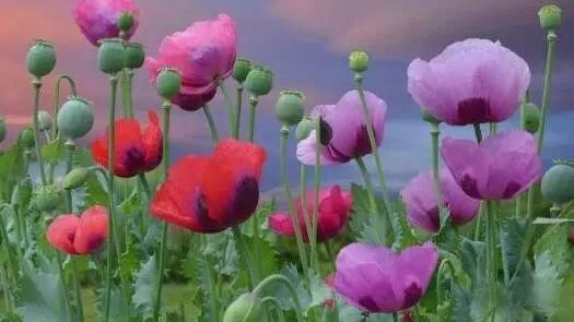 無人機(jī)機(jī)載高光譜協(xié)助公安偵查違法種植罌粟