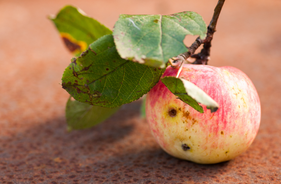 高光譜成像用于識別蘋果蟲傷缺陷及果梗花萼的方式