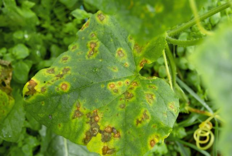 機載多光譜如何檢測植物病蟲害