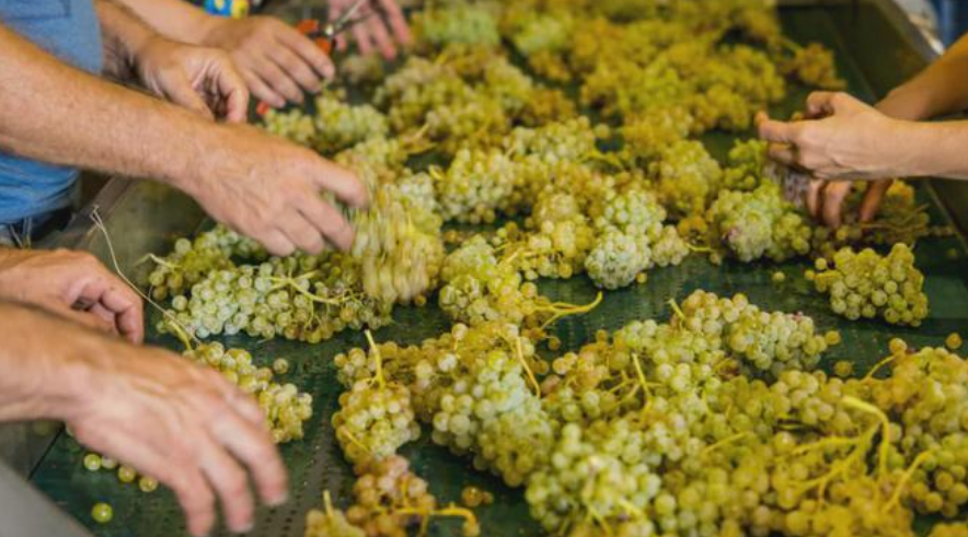 高光譜相機(jī)在酒水行業(yè)上的應(yīng)用